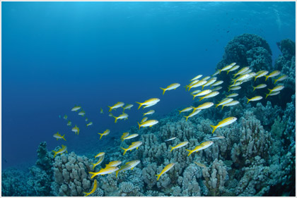2011-06-21-sealife